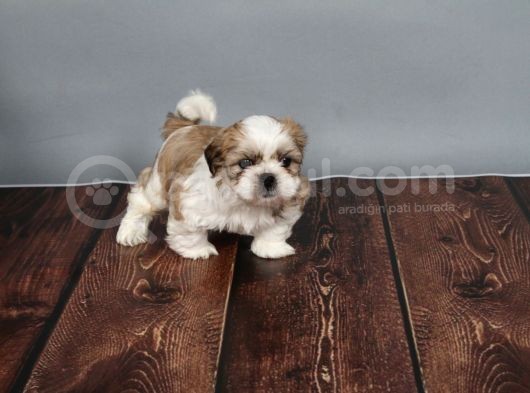 Tüy Dökmeyen  2 Aylik Erkek Shih Tzu  Yavrular görsel