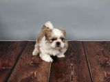 Tüy Dökmeyen  2 Aylik Erkek Shih Tzu  Yavrular
