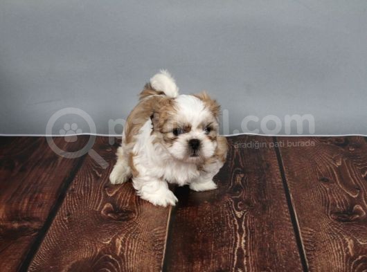 Tüy Dökmeyen  2 Aylik Erkek Shih Tzu  Yavrular görsel