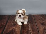 Tüy Dökmeyen  2 Aylik Erkek Shih Tzu  Yavrular