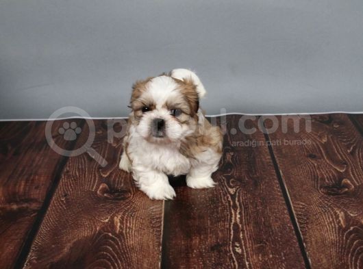 Tüy Dökmeyen  2 Aylik Erkek Shih Tzu  Yavrular görsel