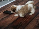 Tüy Dökmeyen  2 Aylik Erkek Shih Tzu  Yavrular