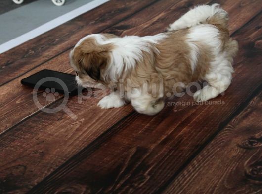 Tüy Dökmeyen  2 Aylik Erkek Shih Tzu  Yavrular görsel