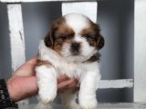 Tüy Dökmeyen  2 Aylik Erkek Shih Tzu  Yavrular