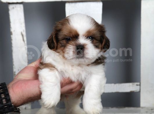 Tüy Dökmeyen  2 Aylik Erkek Shih Tzu  Yavrular görsel