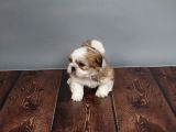 Tüy Dökmeyen  2 Aylik Erkek Shih Tzu  Yavrular