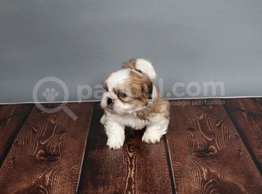 Tüy Dökmeyen  2 Aylik Erkek Shih Tzu  Yavrular görsel