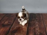 Tüy Dökmeyen  2 Aylik Erkek Shih Tzu  Yavrular
