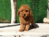 Irk Ve Sağlık Garantili Red Toy Poodle Yavruları