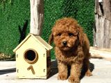 Irk Ve Sağlık Garantili Red Toy Poodle Yavruları