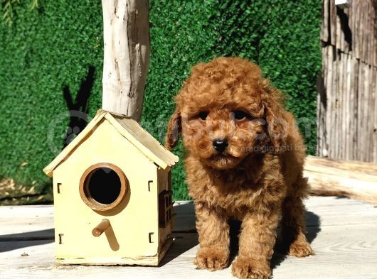 Irk Ve Sağlık Garantili Red Toy Poodle Yavruları görsel