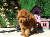 Irk Ve Sağlık Garantili Red Toy Poodle Yavruları