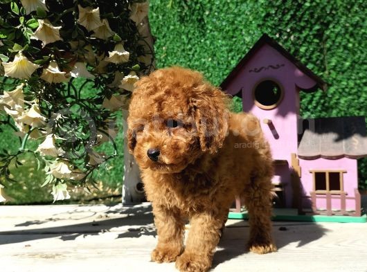 Irk Ve Sağlık Garantili Red Toy Poodle Yavruları görsel