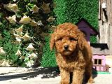 Irk Ve Sağlık Garantili Red Toy Poodle Yavruları