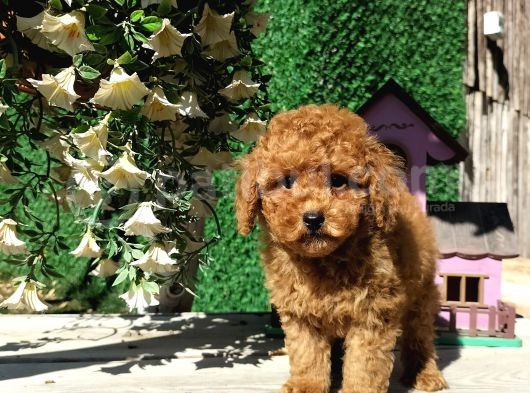 Irk Ve Sağlık Garantili Red Toy Poodle Yavruları görsel