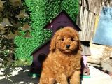 Irk Ve Sağlık Garantili Red Toy Poodle Yavruları