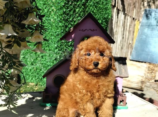 Irk Ve Sağlık Garantili Red Toy Poodle Yavruları