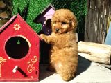 Red Brown Toy Poodle Yavrularımız