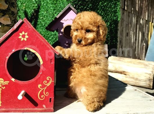 Red Brown Toy Poodle Yavrularımız görsel