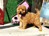 Red Brown Toy Poodle Yavrularımız