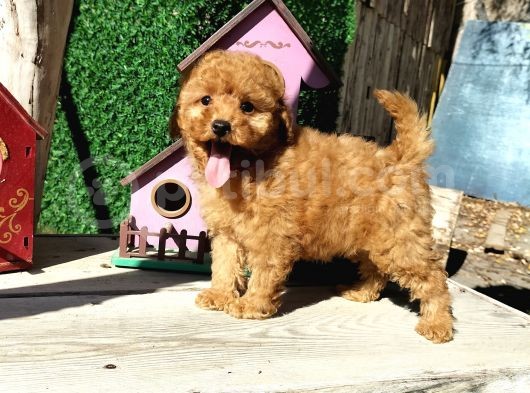 Red Brown Toy Poodle Yavrularımız