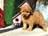 Red Brown Toy Poodle Yavrularımız