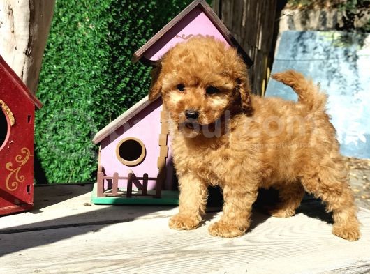 Red Brown Toy Poodle Yavrularımız görsel