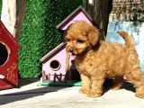 Red Brown Toy Poodle Yavrularımız