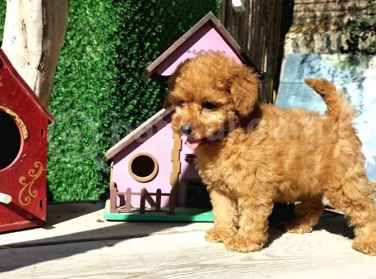 Red Brown Toy Poodle Yavrularımız görsel