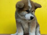 Akita İnu Yavrularımız
