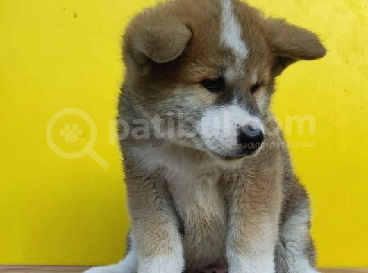 Akita İnu Yavrularımız