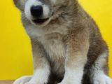 Akita İnu Yavrularımız