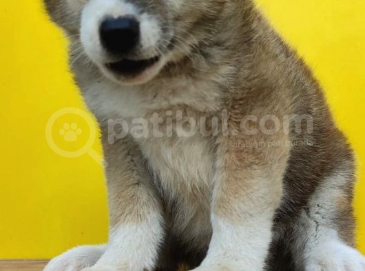 Akita İnu Yavrularımız görsel