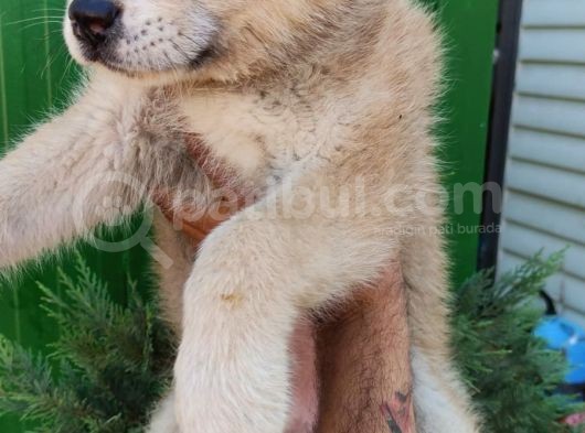 Akita İnu Yavrularımız görsel