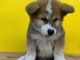 Akita İnu Yavrularımız