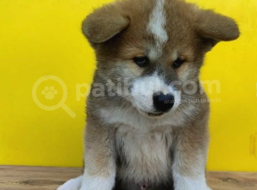 Akita İnu Yavrularımız görsel