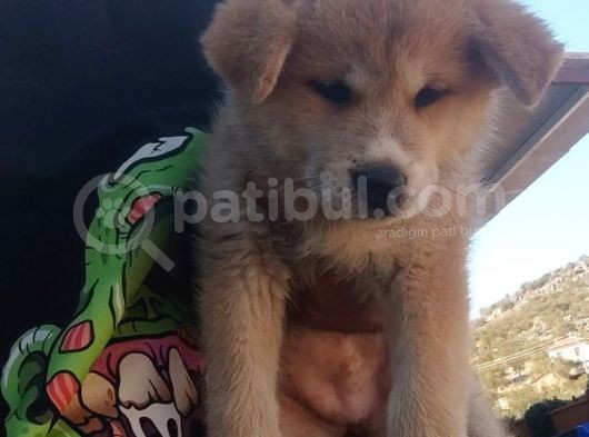 Akita İnu Yavrularımız görsel