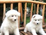 Samoyed Yavrularımız