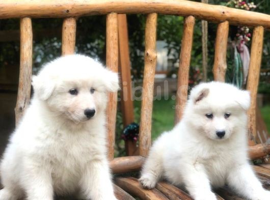 Samoyed Yavrularımız