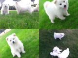 Samoyed Yavrularımız