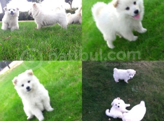 Samoyed Yavrularımız görsel