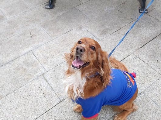 Mocha görsel