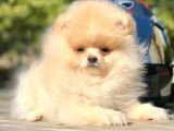 Ayı Surat Boo Pomeranian Yavrular