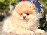 Ayı Surat Boo Pomeranian Yavrular