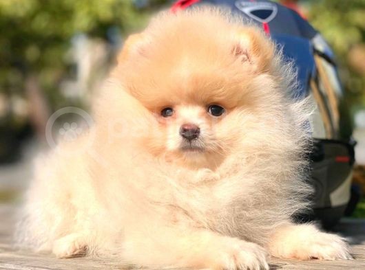 Ayı Surat Boo Pomeranian Yavrular görsel