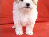 Maltipoo Mix Irk Garantili Yavrular