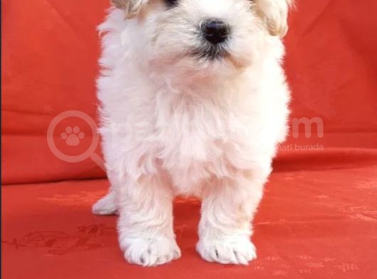 Maltipoo Mix Irk Garantili Yavrular görsel