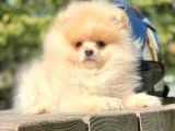 Ayı Surat Boo Pomeranian Yavrular