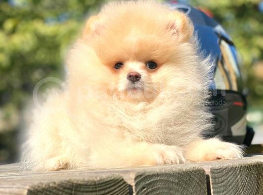 Ayı Surat Boo Pomeranian Yavrular görsel
