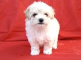 Maltipoo Mix Irk Garantili Yavrular